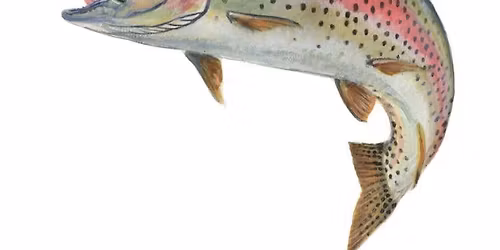 2025 2mile2good Trout Fishing Comp Lake Taupo