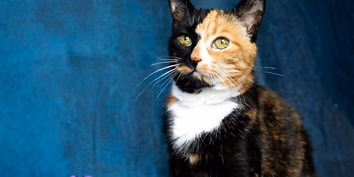 Pub Quiz Fundraiser for Cats Protection