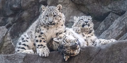Bronx Zoo