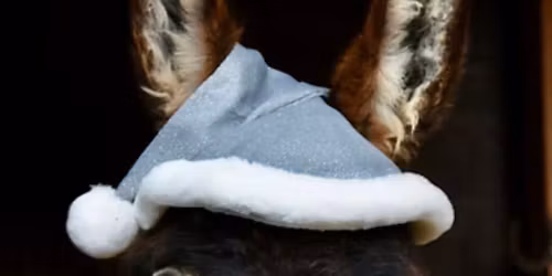 Tierische Weihnachten auf dem Martinshof