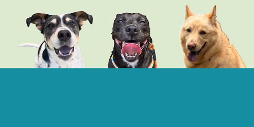 1st Annual Walk-A-Dog-A-Thon