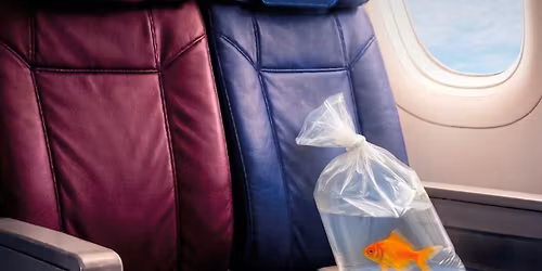 Goldfish Girl and 13A\/13B