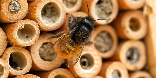 A Year with Mason Bees: Learn, Build, and Take Home Your Own