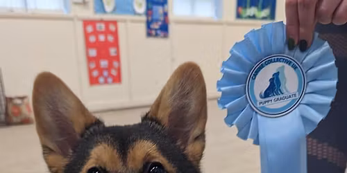 puppy power - life skills and socialisation course