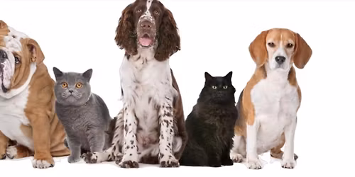 Pet Nail Trim Event 2026