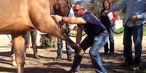 (IET FT) Equine Therapy Foundation Techniques with Tom Mayes, Placerville, CA