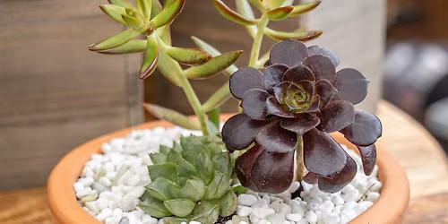 Succulent Bowl 'Plant & Sip' Workshop