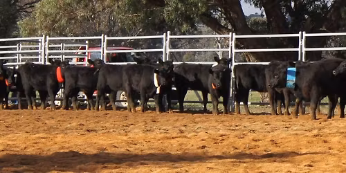 Lyndhurst Arena Sorting 