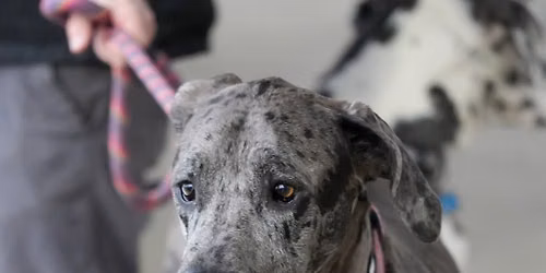 DAWG Night: Great Danes