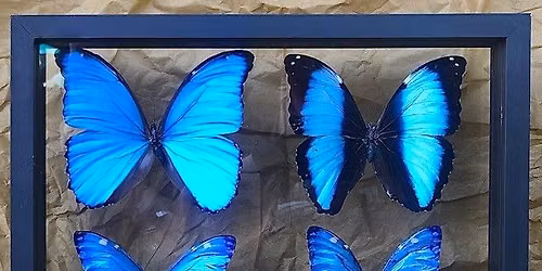 Insect Safari