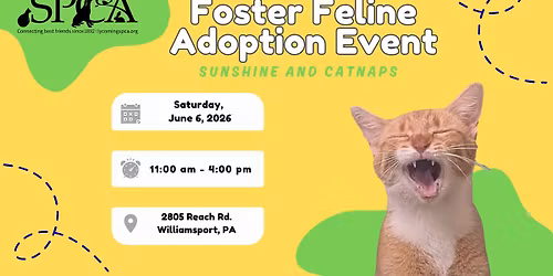 Foster Feline Adoption Event