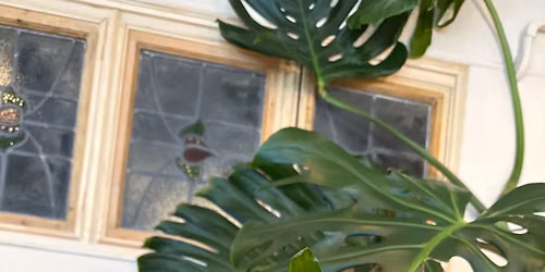 Platycerium Mounted Wall Plant Workshop Saturday 22nd August 2026