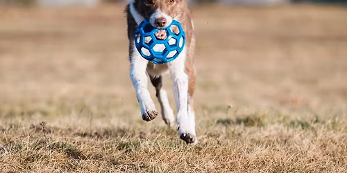Wonderful Walks - Loose lead walking and recall workshop