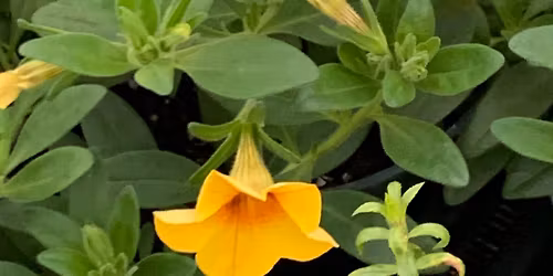 Okawville FFA Spring Plant Sale