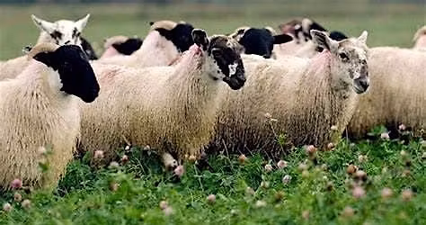 DEFRA\/CSF Update & Building resilience in soils