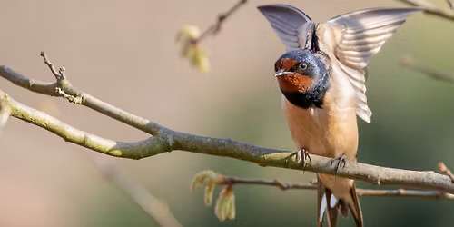 Conf\u00e9rence : hirondelles et martinets