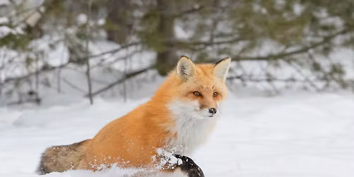 Little Saplings: Feisty Foxes