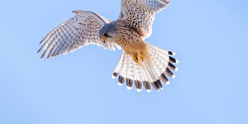 \u201d\u00c5rstiderne i Helleb\u00e6k Kohave". - Arrangeret i samarbejde med Kohavens Venner og Tine Uffelmann.