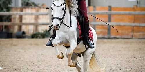 Indoor springen paarden & pony's 