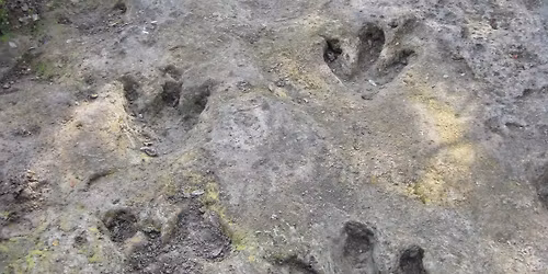 Trek to the Dino Tracks