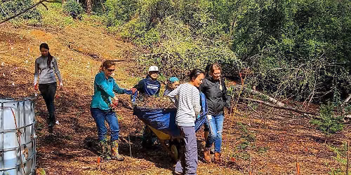 Volunteer Work Party at North Creek Forest on July 18th!