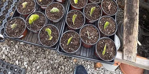 Propagating to Transplanting Class 1\/Part 1 ~ (2part Class)