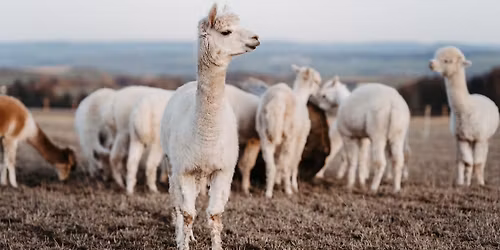 leckerMYK: Alpaka-Picknick: Entspannung mit flauschiger Gesellschaft