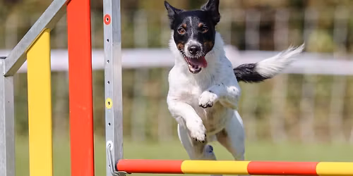 Mini stage Agility \u2013 Sp\u00e9cial Haies