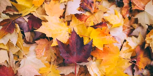 Autumn at McGulpin Point