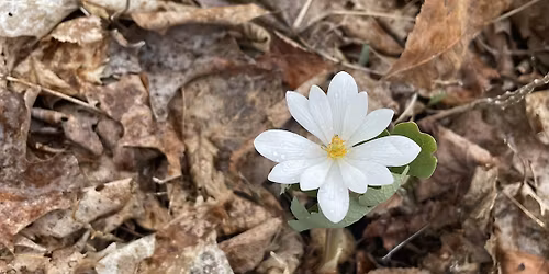 Spring Awakening: Circle Dance and Labyrinth Walk