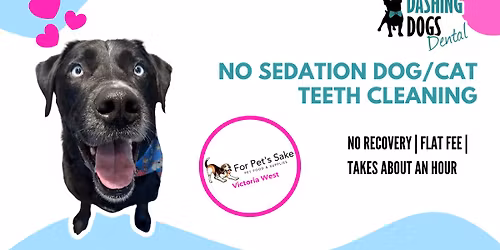 Pet Teeth Cleaning- Victoria West For Pet's Sake