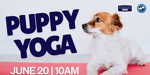 Puppy Yoga Benefitting Companion Animal Alliance