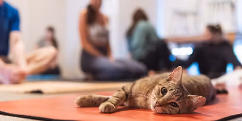 Yoga with Cats!