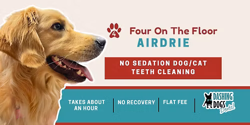 Dog & Cat Teeth Cleaning - Airdrie
