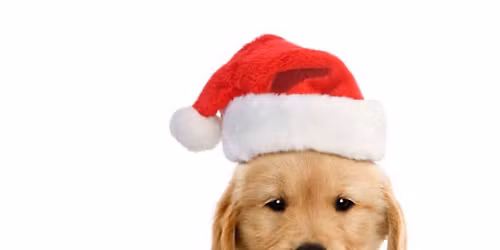 Pet Photos with Santa