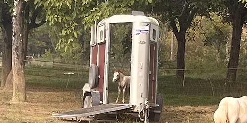 Apprendre à embarquer son cheval dans la confiance et le calme