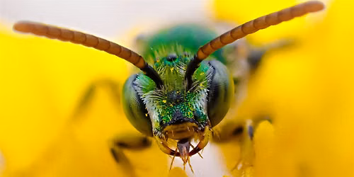 Insect Pollinators of the Blue Ridge