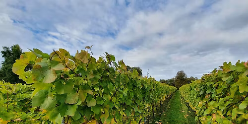 HIKE 14KM Garden of England Meopham Valley and the Vine fields of Kent