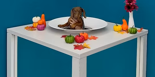 Mit Hund ins Museum \u2013 Wau it\u2019s a PAWty \ud83d\udc36