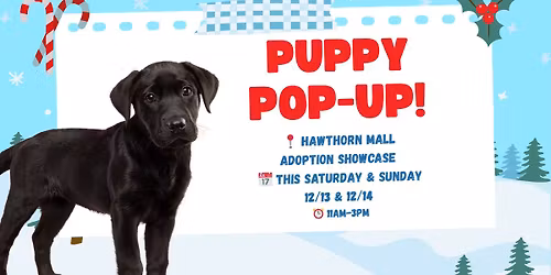 Puppy Pop Up at Hawthorn Mall Adoption Showcase