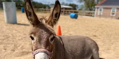 Veterans Day Camp on the Farm