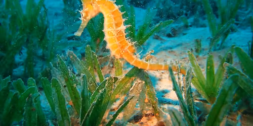 PADI Instructor Development Course\/IDC Staff Course