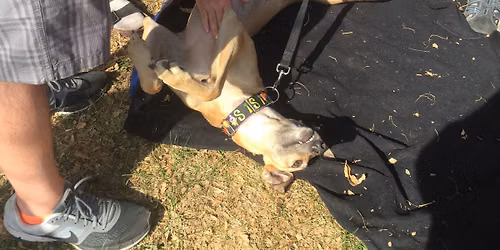 32nd Annual Dogtober Fest