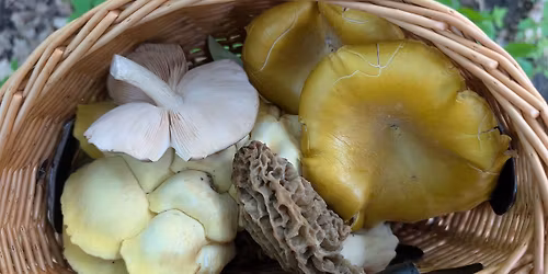 Me'Morel Day Mushroom Hunt
