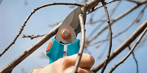 Orchard Pruning Basics