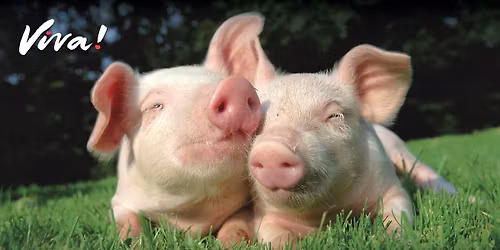 Viva! Tunbridge Wells Street Outreach Event - 8th November 2025