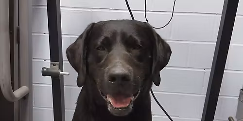 Canine Conditioning FITNESS 1