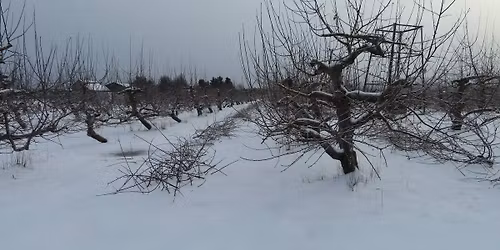 Apple Blossom Festival & Craft Show