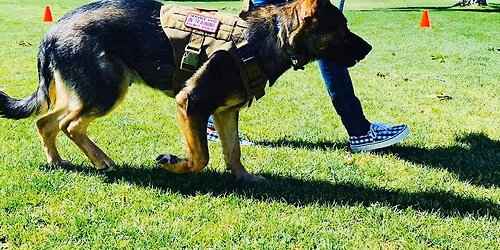 INTRO TO SERVICE DOG 