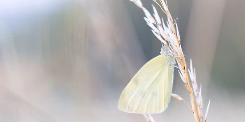 Papillons, libellules et autres petites b\u00eates de Moyenneville